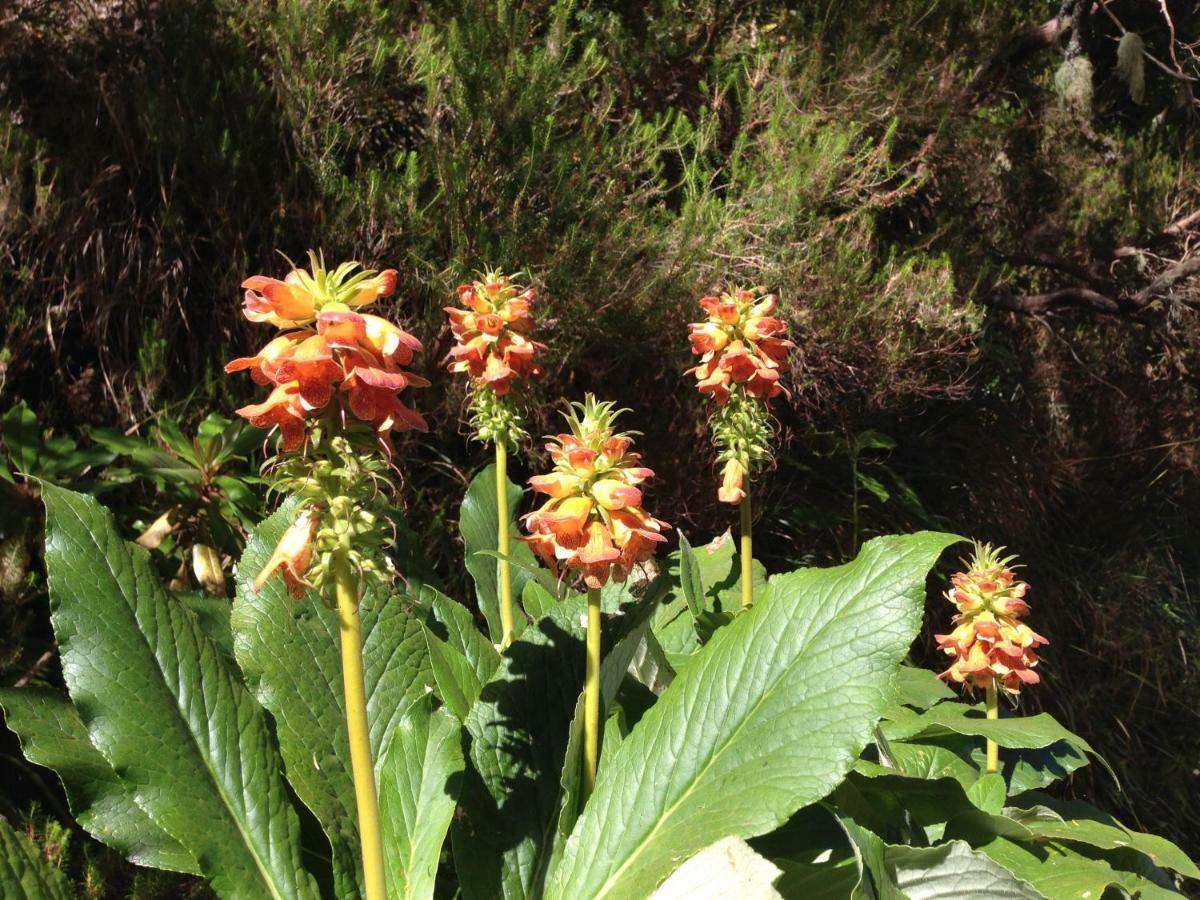 Blooming Botanic Houses Estreito Da Calheta Zewnętrze zdjęcie