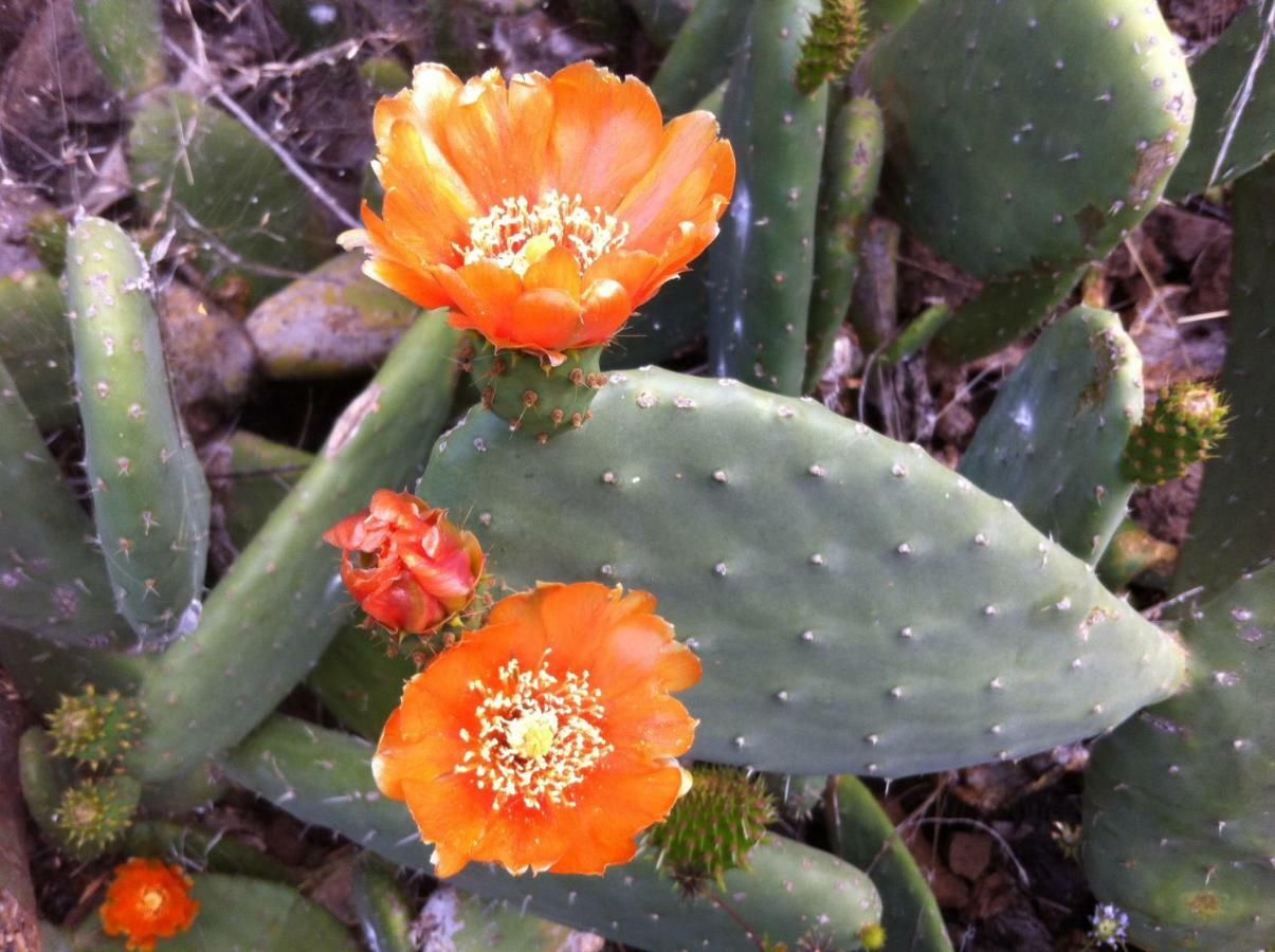Blooming Botanic Houses Estreito Da Calheta Zewnętrze zdjęcie