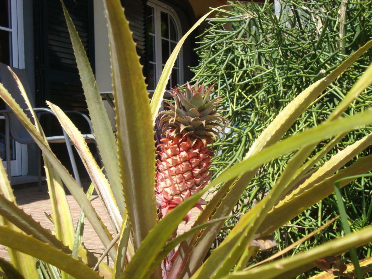 Blooming Botanic Houses Estreito Da Calheta Zewnętrze zdjęcie