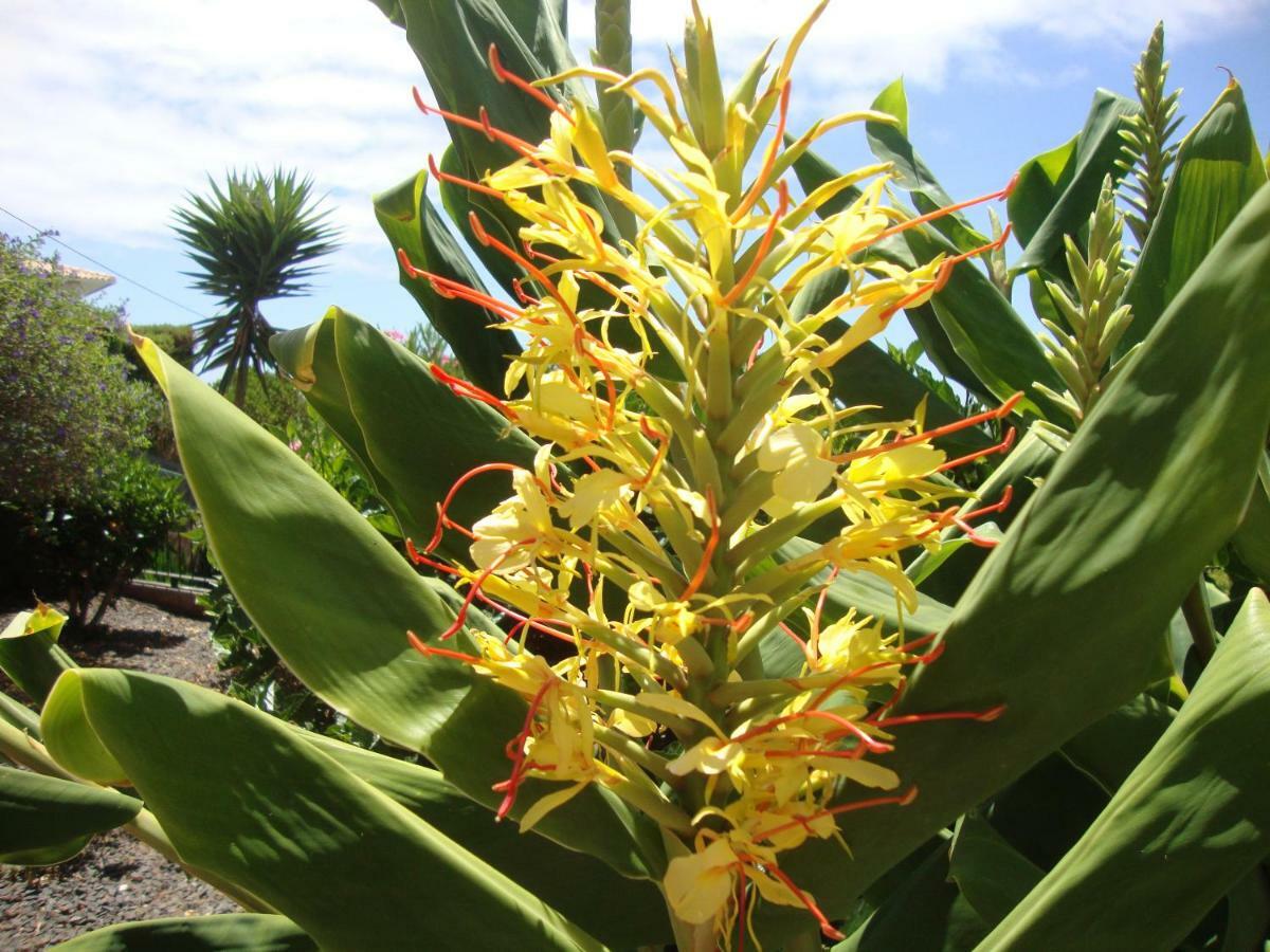 Blooming Botanic Houses Estreito Da Calheta Zewnętrze zdjęcie