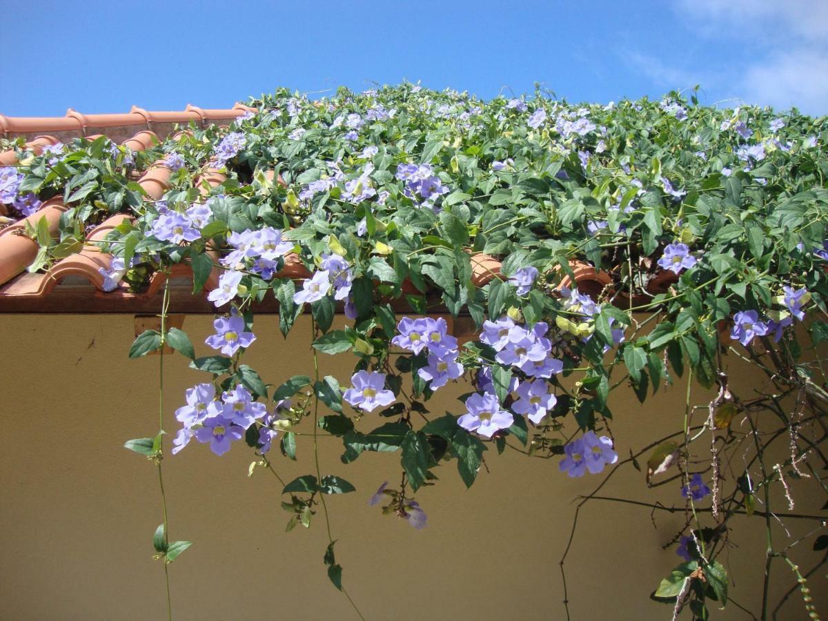 Blooming Botanic Houses Estreito Da Calheta Zewnętrze zdjęcie